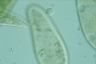 Paramecium caudatum