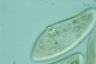 Paramecium caudatum