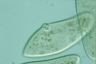 Paramecium caudatum