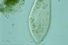 Paramecium caudatum