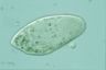 Paramecium caudatum