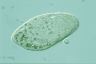 Paramecium caudatum