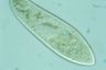 Paramecium caudatum