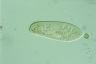 Paramecium caudatum