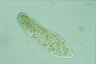 Paramecium caudatum