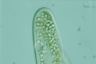 Paramecium caudatum