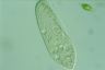 Paramecium caudatum