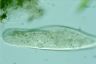 Paramecium