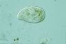 Paramecium trichium