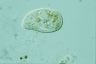 Paramecium trichium