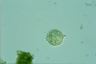 Choanocystis