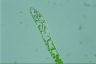 Euglena deses