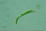 Euglena deses