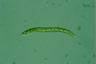 Euglena deses