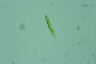 Euglena tripteris