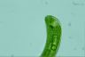 Euglena gigas