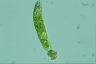 Euglena obtusa