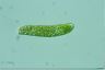 Euglena obtusa