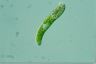 Euglena obtusa