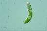 Euglena obtusa