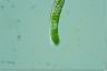 Euglena obtusa