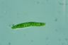 Euglena deses