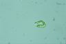 Euglena deses