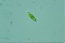 Euglena viridis