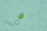 Oocystis lacustris