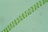 Spirogyra