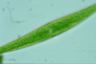 Closterium ralfsii