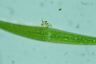 Closterium ralfsii