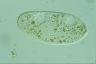 Paramecium