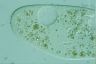 Paramecium