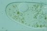 Paramecium