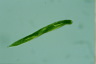 Euglena tripteris