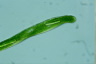 Euglena tripteris