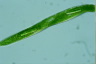 Euglena tripteris