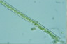 Microspora