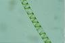 Spirogyra