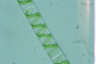 Spirogyra