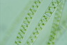 Spirogyra