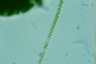 Sphaerozosma