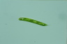 Euglena oxyuris