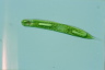 Euglena oxyuris