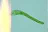 Euglena deses