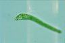 Euglena deses