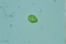 Gonyostomum depressa