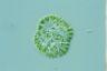 Gomphosphaeria salina