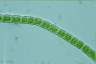 Microspora